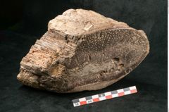 Foto (Seitenansicht) von Fern  (NHMW-GEO-2024-0188-11589)